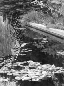 reflecting pool at botanic gardens