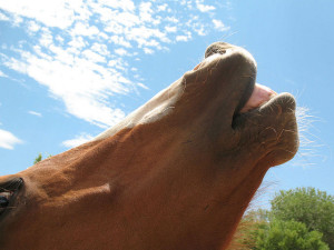 profile of horse's head with teeth