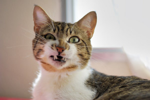 cat making a funny sneezing face