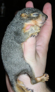 baby squirrel holding onto the fingers of a hand